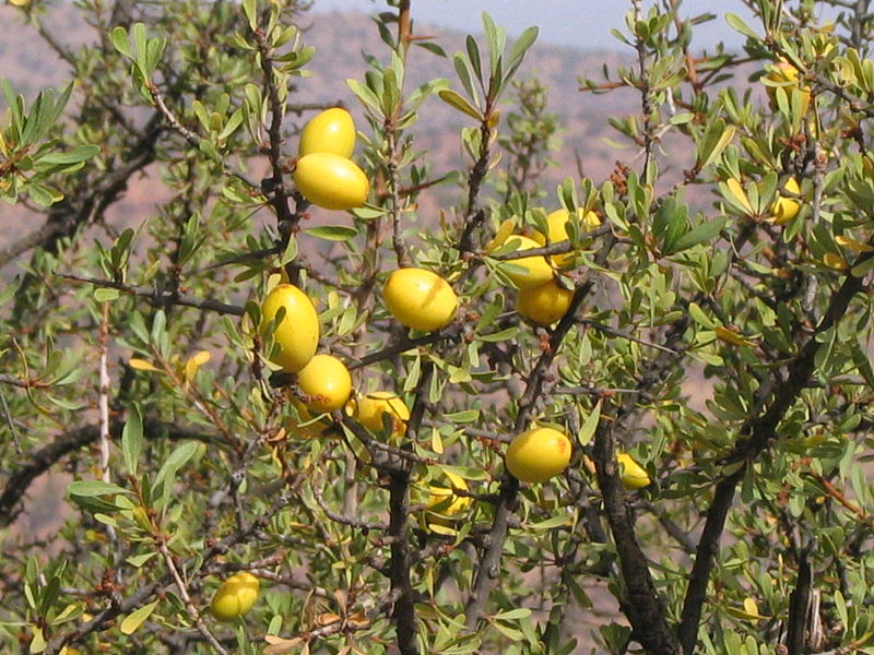 Зрелые плоды аргании